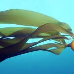 SeaDoc Society announces photography contest