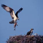 Kwiaht’s Barsh to speak on San Juans’ marine food web
