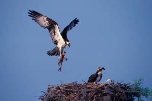 Kwiaht’s Barsh to speak on San Juans’ marine food web