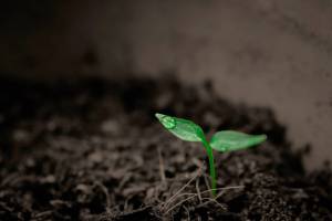 Garden club presents: ‘Right plant, right place’