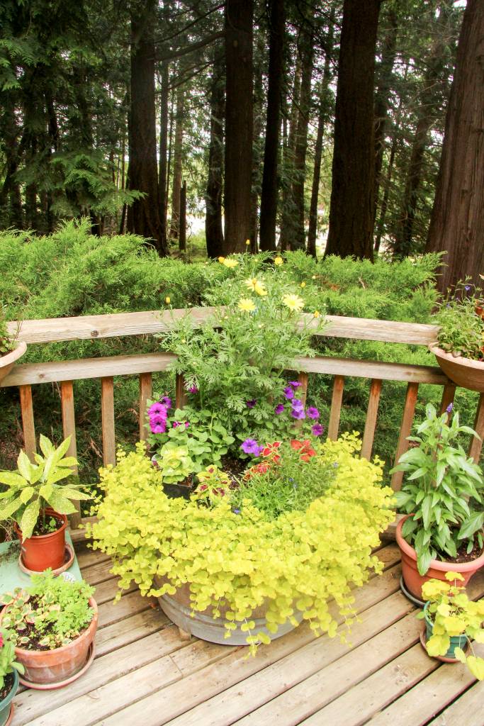 Exploring Orcas’ hidden treasures