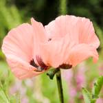 Exploring Orcas’ hidden treasures