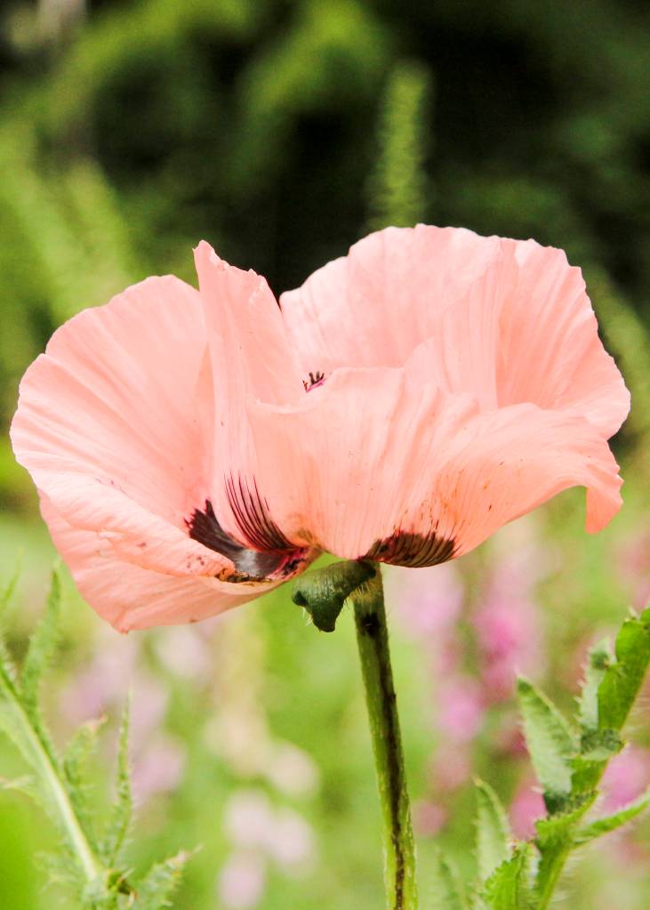 Exploring Orcas’ hidden treasures