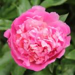 Exploring Orcas’ hidden treasures