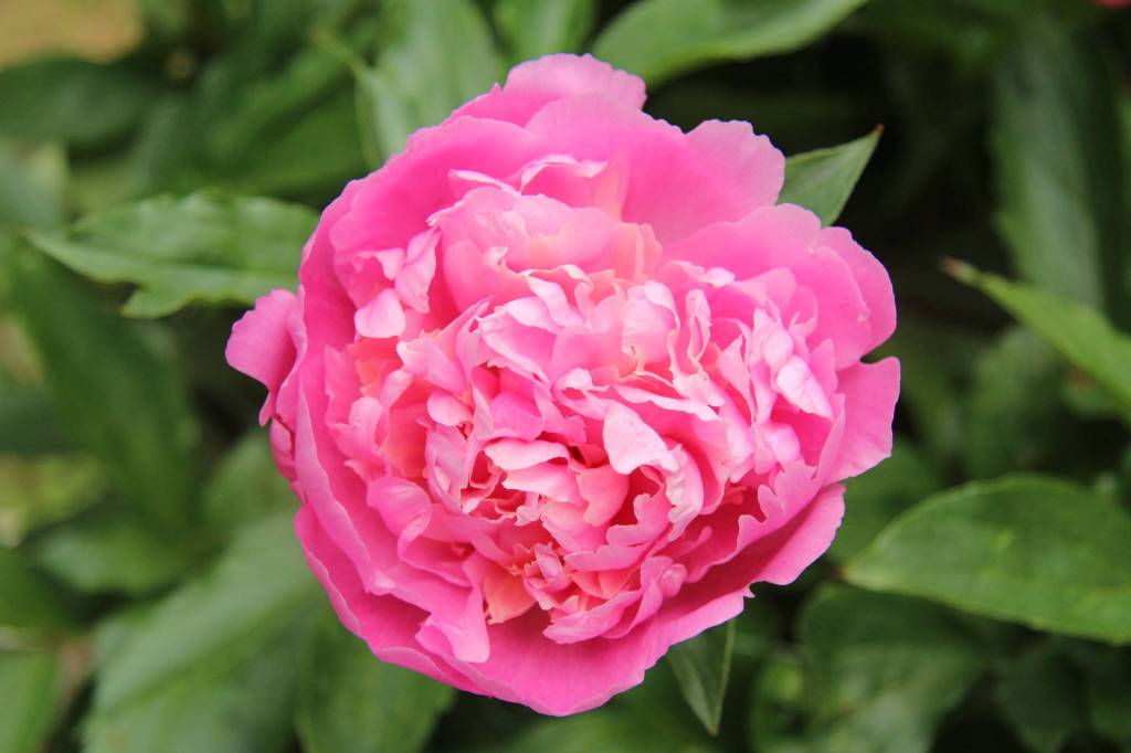 Exploring Orcas’ hidden treasures