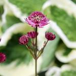 Exploring Orcas’ hidden treasures