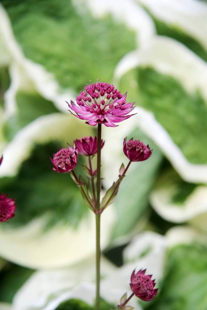 Exploring Orcas’ hidden treasures