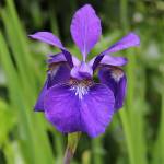 Exploring Orcas’ hidden treasures