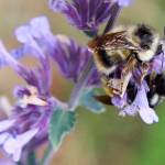 Exploring Orcas’ hidden treasures
