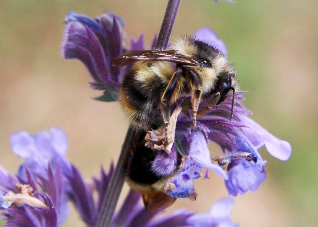 Exploring Orcas’ hidden treasures