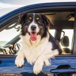 Don’t leave pets in cars