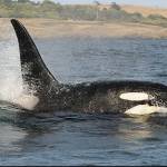 Contributed photo/Dave Ellifrit, Center for Whale Research                                L92