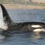 Orca death leads to lowest Southern resident killer whale population in 30 years