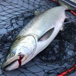 Save salmon gut contents for science