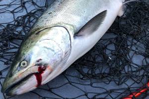 Save salmon gut contents for science