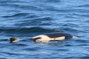 Contributed photo/Dave Ellifrit, Center for Whale Research. J35s calf was female.