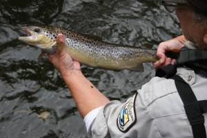 Talk on farmed salmon virus