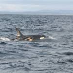 NOAA looks at ways to save J pod orca, who is near death