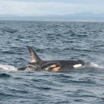 NOAA looks at ways to save J pod orca, who is near death