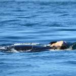 Michael Weiss, Center for Whale Research                                J35 pushing her dead calf.