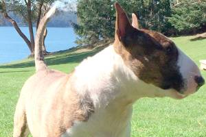 Missing dog on Orcas