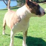 Missing dog on Orcas