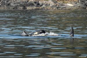 Contributed photos by NOAA Fisheries West Coast under permit 21368/ J50 beside sister J42.
