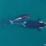 Contributed photos by NOAA Fisheries West Coast under permit 16163/ J50 with mother J16 in 2015.
