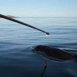 Contributed photos by NOAA Fisheries West Coast under permit 21368/Researcher sampling J50s breath.