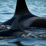 Contributed photos by NOAA Fisheries West Coast under permit 21368/ J50 beside her sister J42.