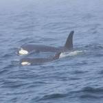 Contributed photo/Brian Gisborne, Fisheries and Oceans Canada. Southern Resident killer whale J50 and her mother, J16, off the west coast of Vancouver Island near Port Renfrew, B.C., on August 7.