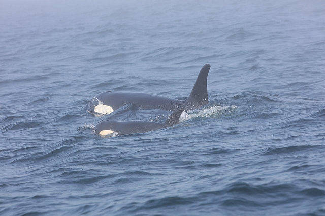 Contributed photo/Brian Gisborne, Fisheries and Oceans Canada. Southern Resident killer whale J50 and her mother, J16, off the west coast of Vancouver Island near Port Renfrew, B.C., on August 7.