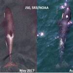 Contributed photo/Sealife Response, sealifer3.org .                                Aerial images of Southern Resident killer whale juvenile J50, taken in 2017 (left) and August 1st 2018 (right) for comparison. Note in the recent image she has lost body condition revealing a very thin profile, and noticeable loss of fat behind the head creating a peanut head appearance. Images obtained with an unmanned drone, piloted non-invasively 100ft above the whales under NMFS research permit #19091. SR3