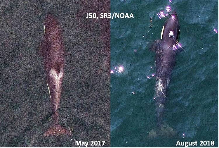 Contributed photo/Sealife Response, sealifer3.org .                                Aerial images of Southern Resident killer whale juvenile J50, taken in 2017 (left) and August 1st 2018 (right) for comparison. Note in the recent image she has lost body condition revealing a very thin profile, and noticeable loss of fat behind the head creating a peanut head appearance. Images obtained with an unmanned drone, piloted non-invasively 100ft above the whales under NMFS research permit #19091. SR3