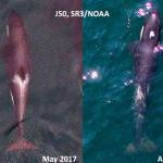 Contributed photo/Sealife Response, sealifer3.org .                                Aerial images of Southern Resident killer whale juvenile J50, taken in 2017 (left) and August 1st 2018 (right) for comparison. Note in the recent image she has lost body condition revealing a very thin profile, and noticeable loss of fat behind the head creating a peanut head appearance. Images obtained with an unmanned drone, piloted non-invasively 100ft above the whales under NMFS research permit #19091. SR3