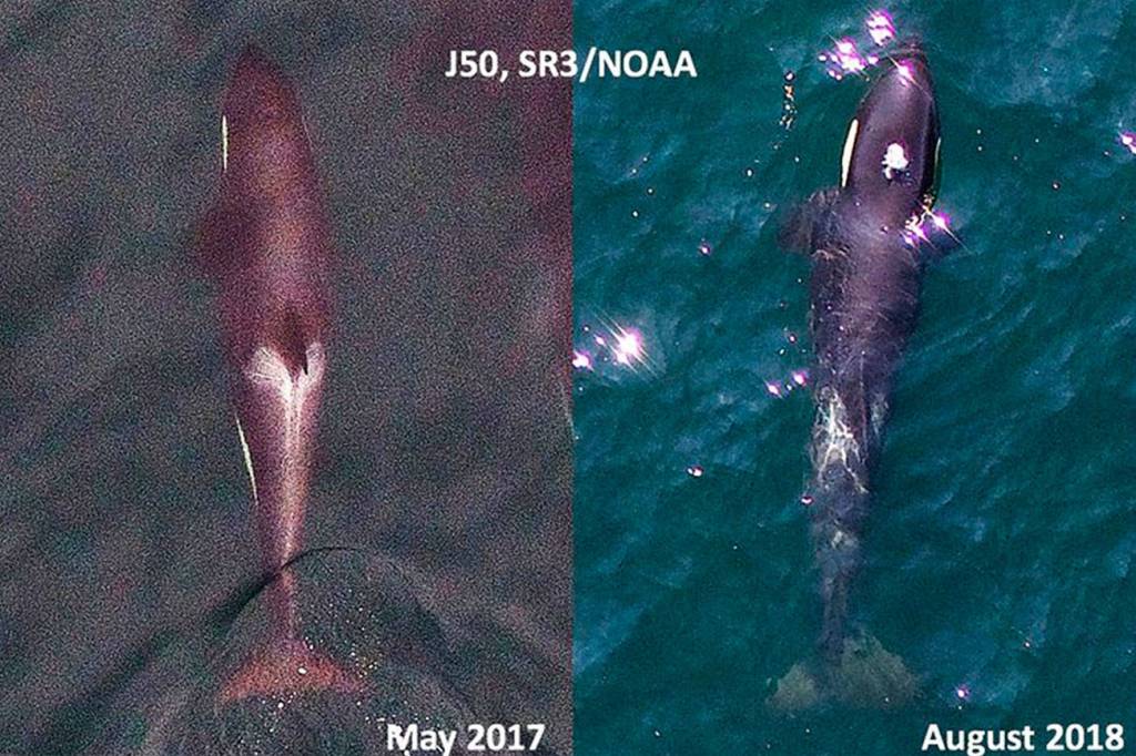 Contributed photo/Sealife Response, sealifer3.org .                                Aerial images of Southern Resident killer whale juvenile J50, taken in 2017 (left) and August 1st 2018 (right) for comparison. Note in the recent image she has lost body condition revealing a very thin profile, and noticeable loss of fat behind the head creating a peanut head appearance. Images obtained with an unmanned drone, piloted non-invasively 100ft above the whales under NMFS research permit #19091. SR3