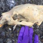 Bear remains found on Matia Island