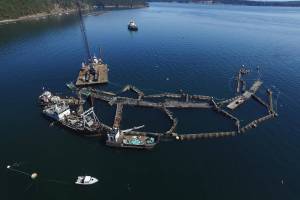 Atlantic salmon introduce disease to native salmon