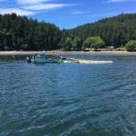 Contributed photo./ Allen Rosenberg. Jerry McElyea helps retrieve oil containment boom after the spill in Judd Cove. Ken Weatherill is driving one of IOSAs response vessels, The Green Heron.