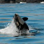 Contributed photo/Center for Whale Research photo by Dave Ellifrit                                J50 being tossed by J42 in 2015.
