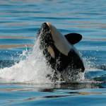 Sick, young orca, J50, is presumed dead, while others continue search | Update