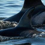 NOAA holds an emotional public meeting