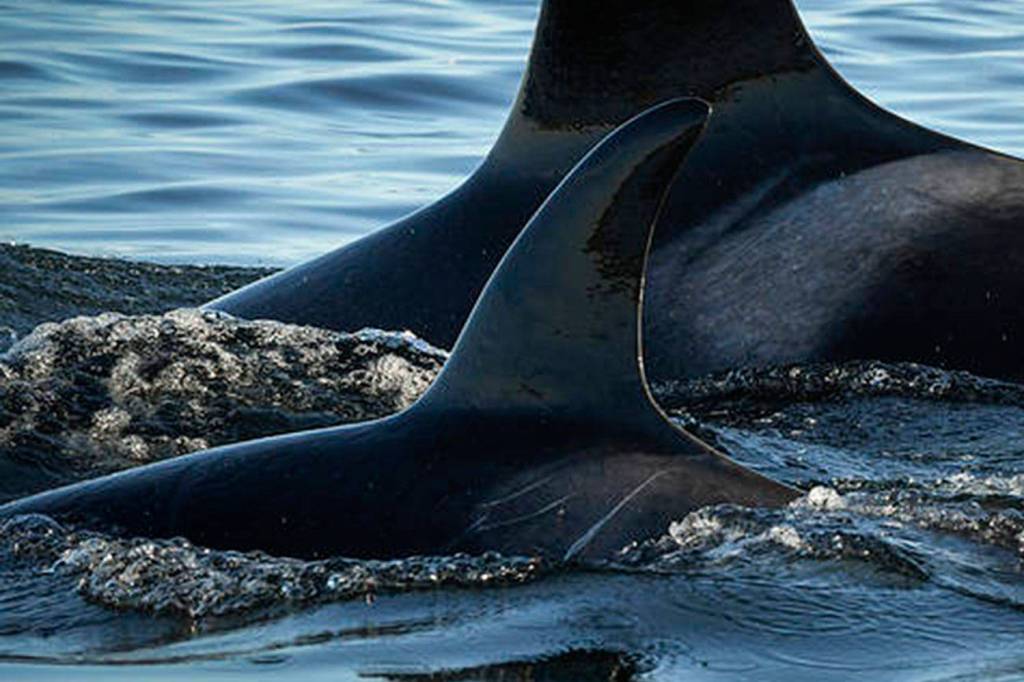 NOAA holds an emotional public meeting