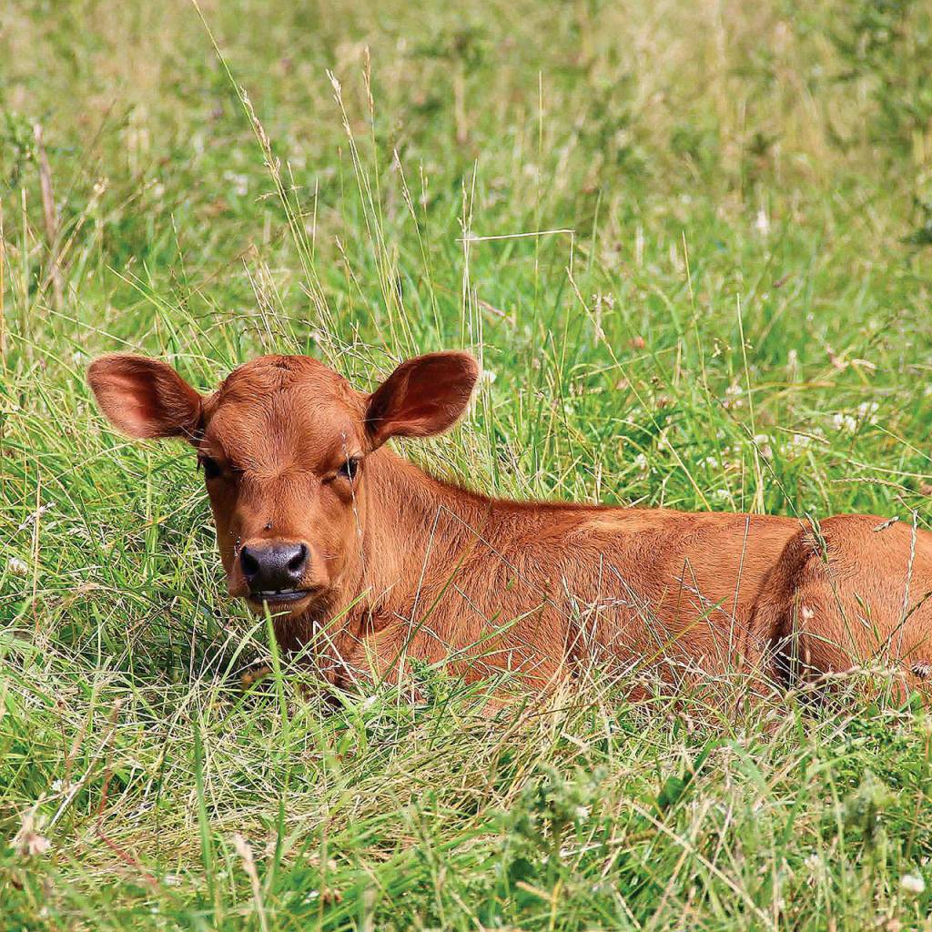 Got local milk? Coffelt Farm does!
