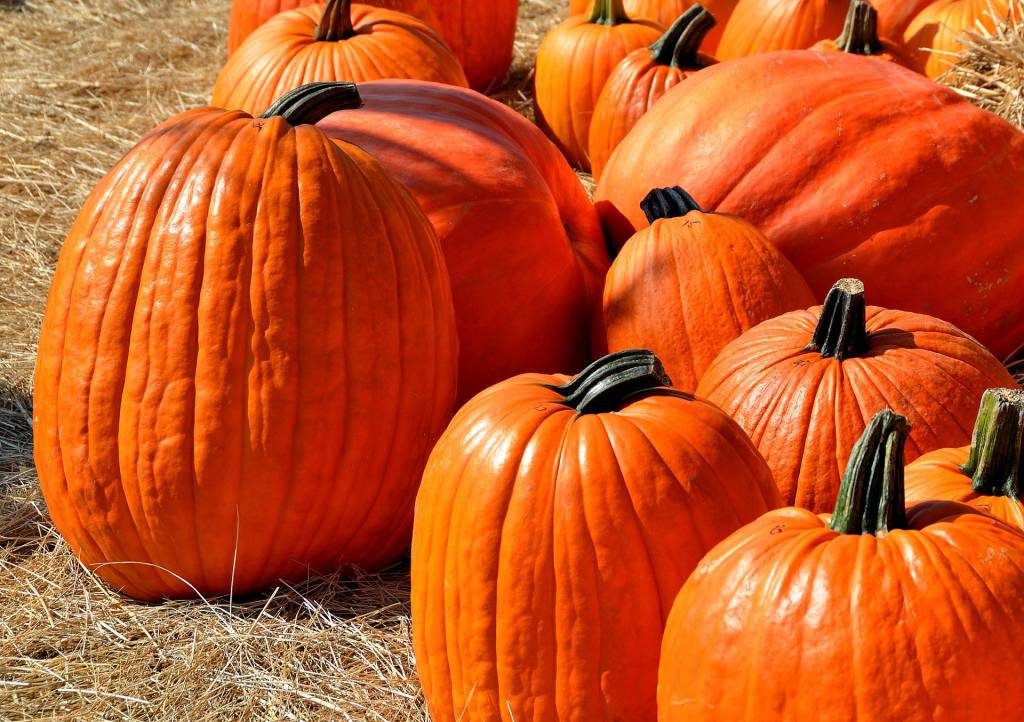 Fall fun at Camp Orkila