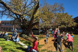 Elementary students learn how to care for aging maple tree