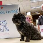 Time to renew your dog license