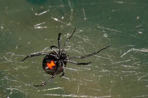 Black Widows among us?