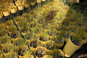 Volunteer day on Turtleback Mountain