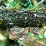 Contributed photo/Rosa Blair                                The beauty of the Ihiya biological reserve.